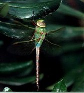 Dragonfly resting