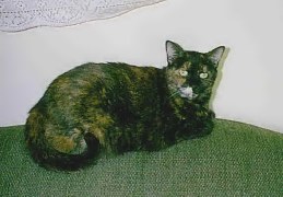 Holly Cat